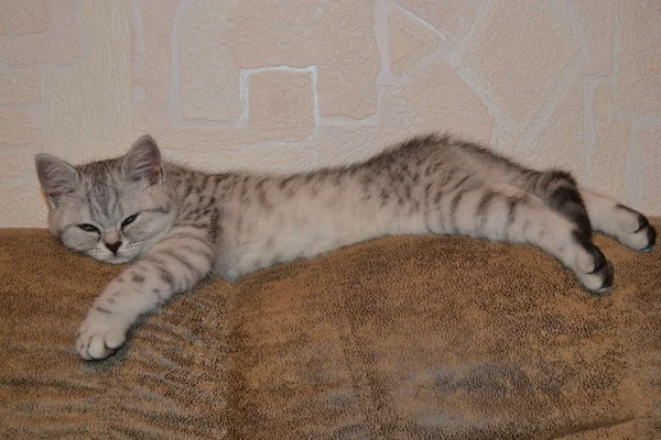 Gato de mesa — Fotografia de Stock