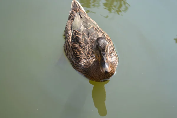 Ente — Stockfoto