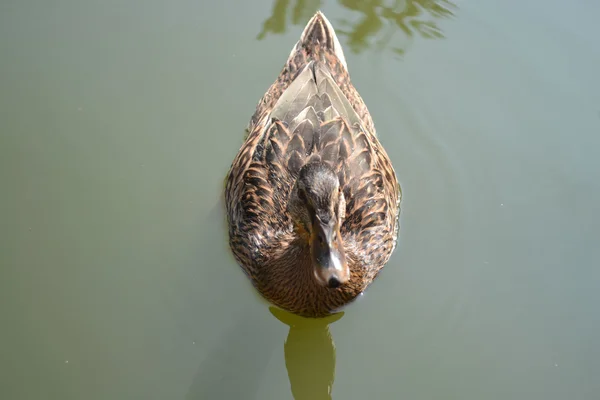 Pato. — Foto de Stock