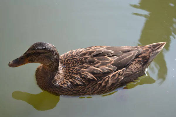 Eenden — Stockfoto