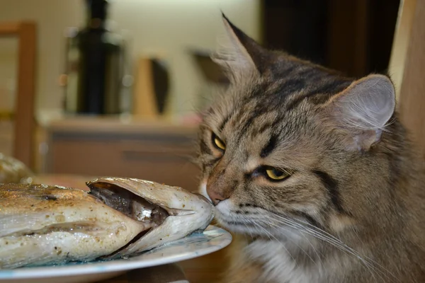 Hungry cat — Stock Photo, Image