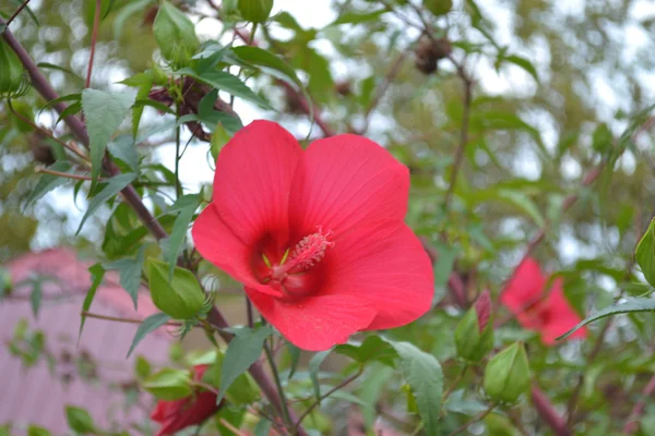 Hibisco — Fotografia de Stock