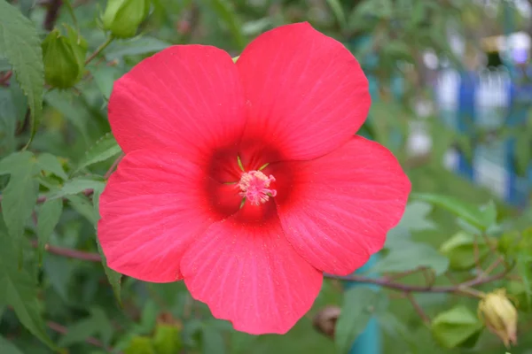 Hibisco — Foto de Stock