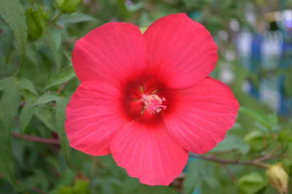 Hibiscus — Stockfoto