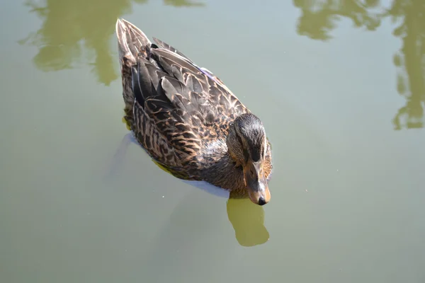 Pato. — Fotografia de Stock