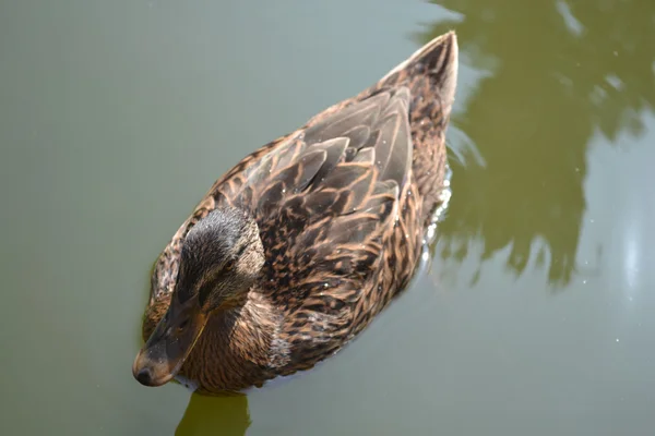 Eenden — Stockfoto