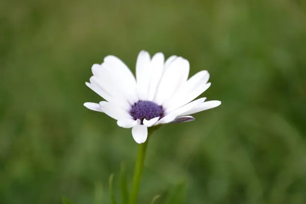 Flor de Arctotis — Fotografia de Stock