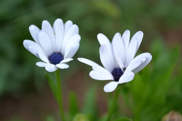 Arctotis flower — Stock Photo, Image