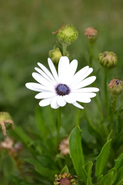 Arctotis 꽃 — 스톡 사진