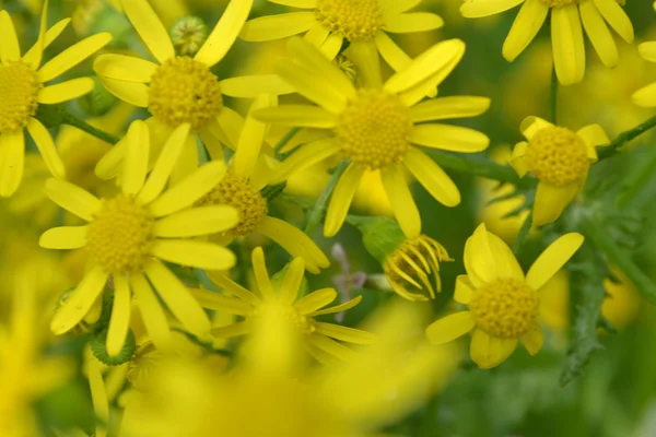 Wildflowers — Stock Photo, Image