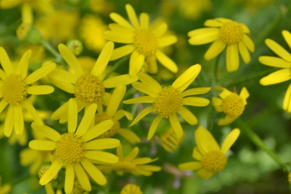 Wilde bloemen — Stockfoto