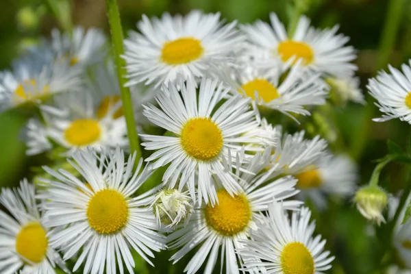 Chamomile — Stock Photo, Image