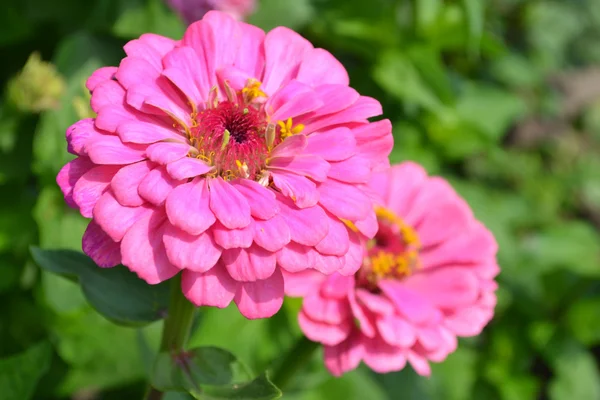 Zinnia — Photo