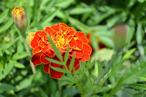 Marigold — Stock Photo, Image