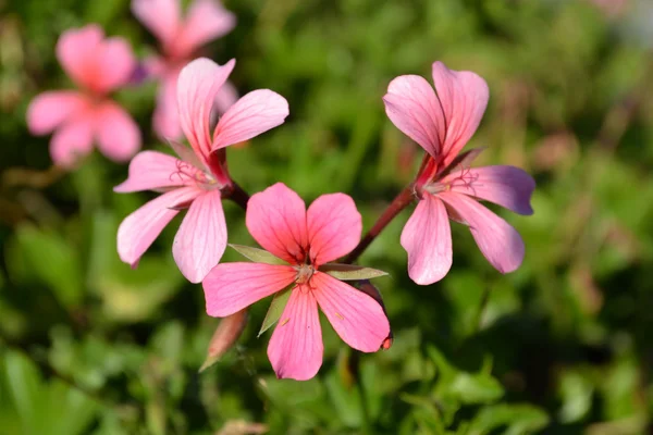 Cranesbill — Stock fotografie