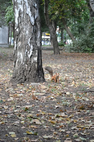 Squirrel — Stock Photo, Image