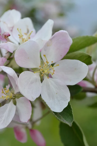 Flores de manzana — Foto de Stock