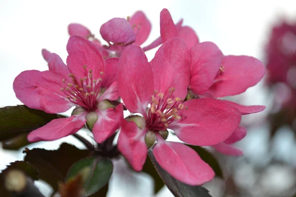 Flores de manzana — Foto de Stock