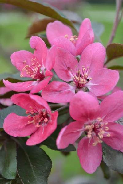 Flores de manzana — Foto de Stock