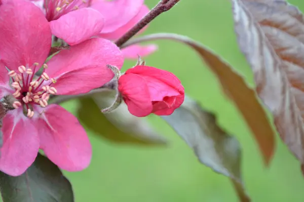 Flores de manzana — Foto de Stock