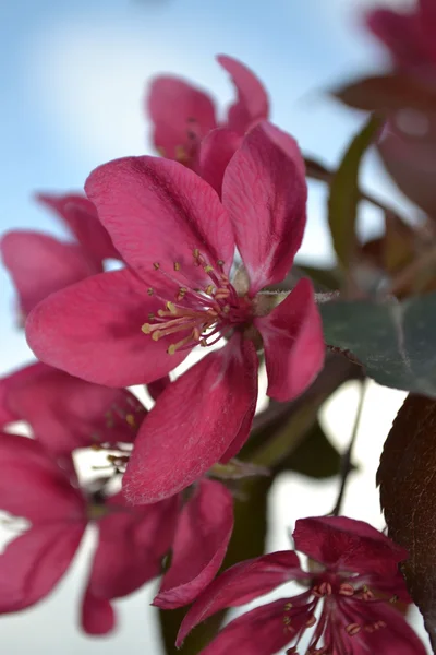 Flowers of apple — Stock Photo, Image