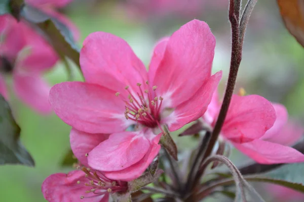 Flores de manzana — Foto de Stock