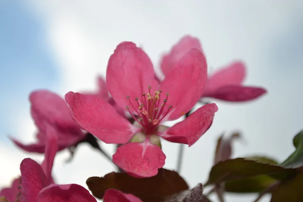 Flowers of apple — Stock Photo, Image