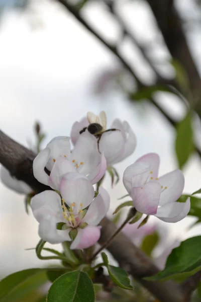 Blüten des Apfels — Stockfoto