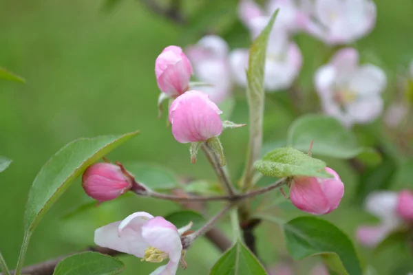 苹果的花朵 — 图库照片