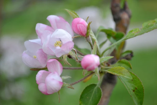 苹果的花朵 — 图库照片