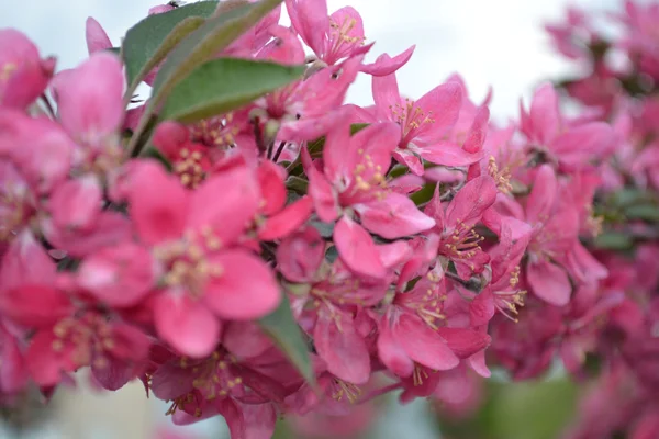 Flores de manzana — Foto de Stock