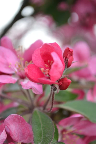 Flores de manzana — Foto de Stock