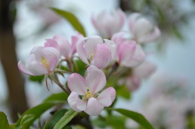 apple'nın çiçekleri