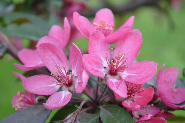 Flowers of apple — Stock Photo, Image