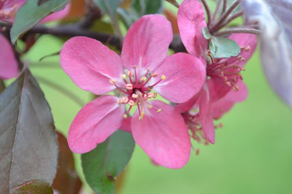 Flores de manzana — Foto de Stock