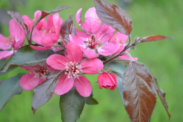 Flowers of apple — Stock Photo, Image