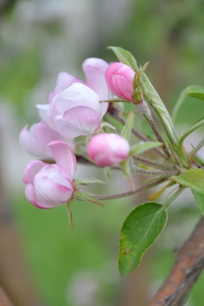 苹果的花朵 — стокове фото