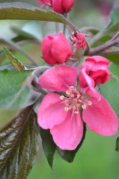 Flowers of apple — Stock Photo, Image