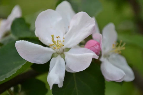 Flores de maçã — Fotografia de Stock