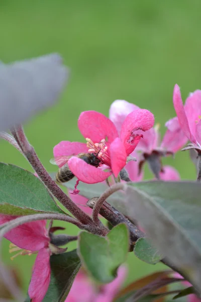 Flores de maçã — Fotografia de Stock