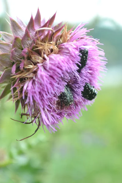 Thistle — Stock Photo, Image