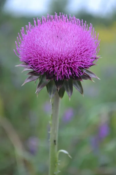 Thistle — Stock Photo, Image