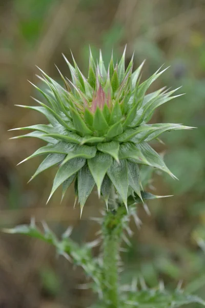 Thistle — Stock Photo, Image