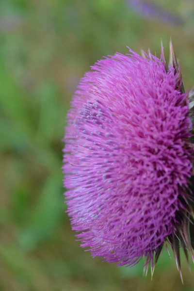 Thistle — Stock Photo, Image