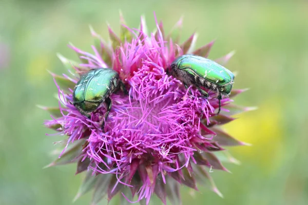 Thistle — Stock Photo, Image