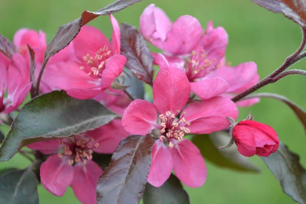 リンゴの花 — ストック写真