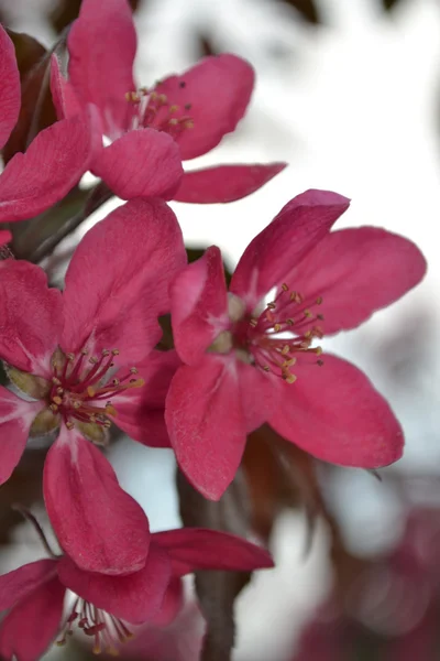 Flores de manzana — Foto de Stock