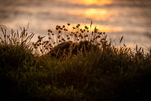 Sonnenuntergang mit Atlantik und Vegetation im Hintergrund — Stockfoto