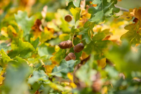 多色の葉に囲まれた秋のオークの木の上の熟したアコーン — ストック写真