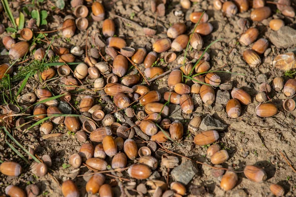 Ground covered with lots of ripe acorns